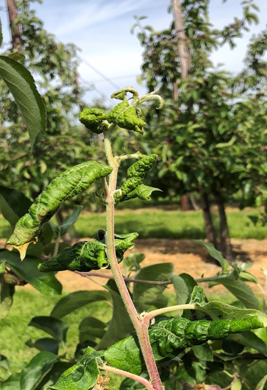 Sivanto Prime insectenbestrijder fruit.jpg